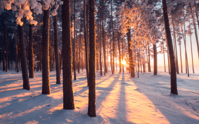 Winter Wellness: Essential Tips for Staying Healthy and Happy